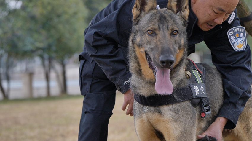 警犬幺零连续四周被通报的背后故事