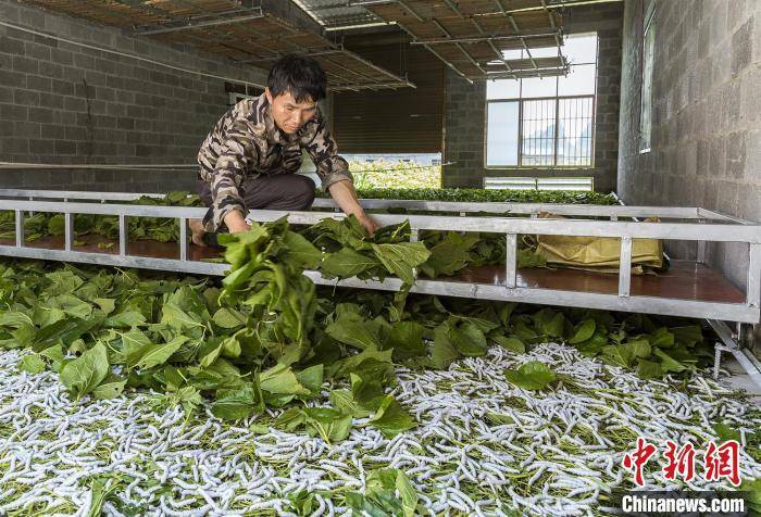 澳门最精准正最精准龙门蚕精准市场定位,澳门最精准正最精准龙门蚕_{关键词3}