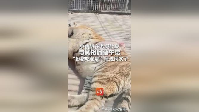 揭秘扮猪吃老虎，背后的真相震撼人心！