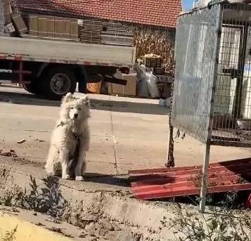 惊！全国禁养犬名录即将统一公布，你家爱犬还能留吗？