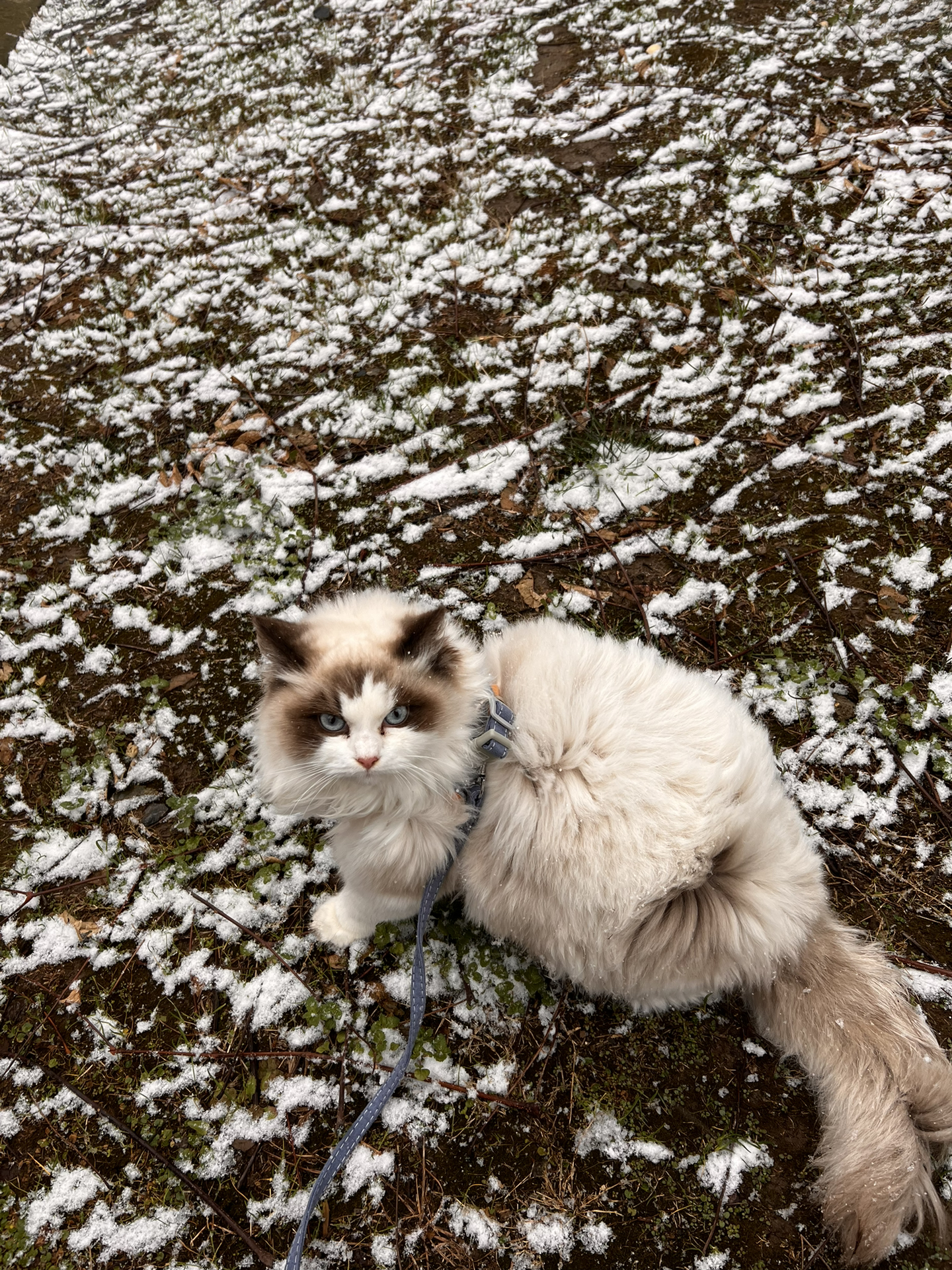 猫猫草场开启了新篇章